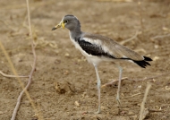 White-crowned Lapwing-baby