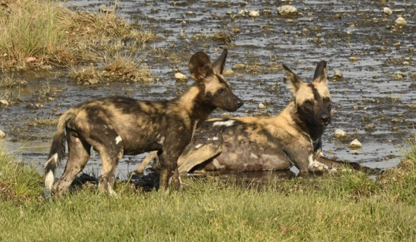 african wild dogs also called…