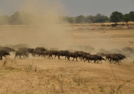 A herd of Cape Buffaloes…