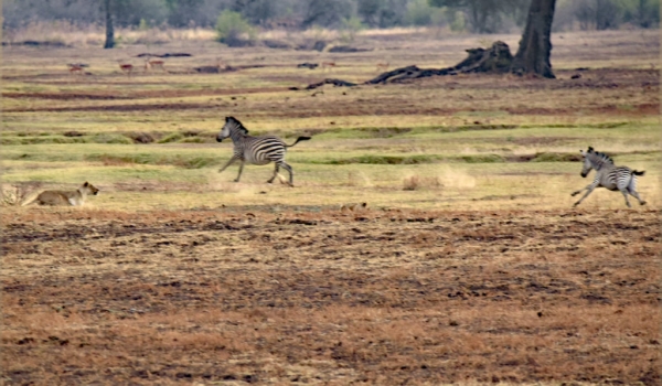 Lionesses hunting Zebras