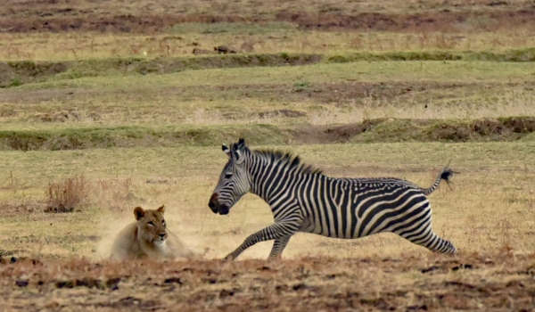 Lionesses hunting Zebras
