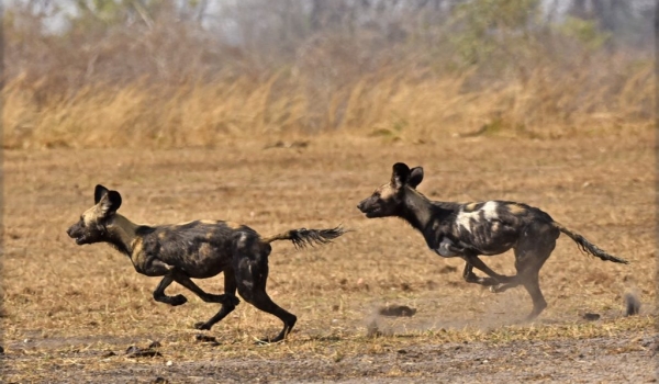 African Wild Dogs playing…