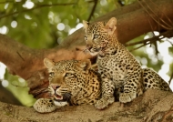 Mom Leopard with her cub…
