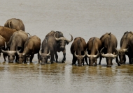 in the Luangwa River