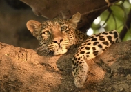 Female Leopard dreaming