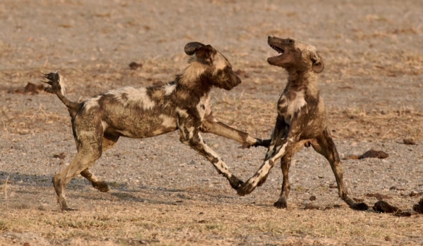 African Wild Dogs pups…