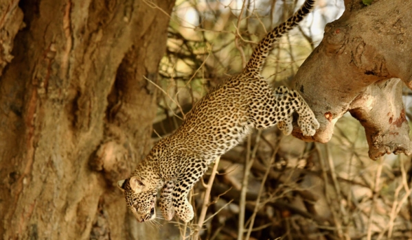 Female Leopard cub jumping