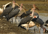 Group of Marabou Storks