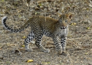 Female Leopard cub