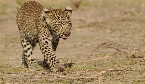 Female Leopard cub…