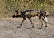 Painted Dog joining the pack