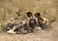 Wild Dogs resting & checking