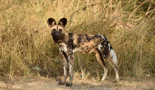 Wild Dog looking for prey
