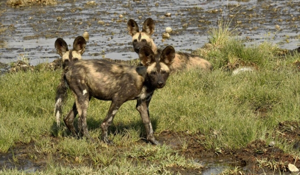 African Painted Dogs