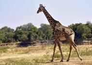 Thornicroft’s Giraffe carrying…