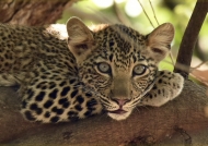 Female Leopard cub intrigued