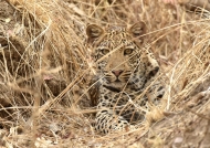 One year old male in dry grass