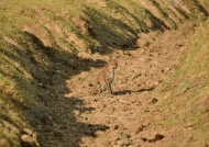 Leopard f. hunting in a gulley