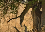 Female Leopard in action