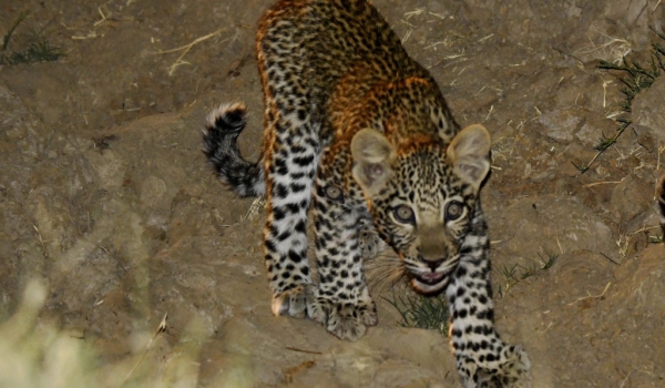 F. Leopard cub in the gulley…