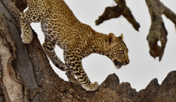 F. Leopard cub going down