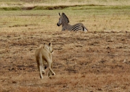 Lionesses hunting Zebra