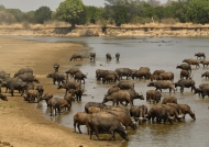 the herd of Cape Buffaloes…