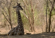 Giraffe sitting in the shadow