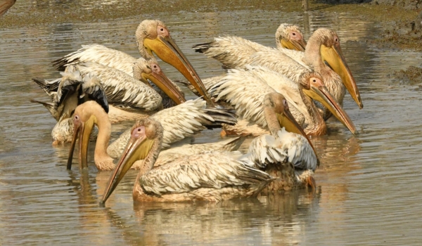White Pelican nest