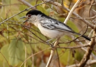 Black-backed Puffback – f.