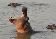 Hippo yawning at sunset…