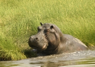 Hippo enjoying his pool