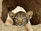 Leopards & Cubs