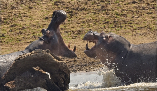 Big male Hippos-confrontation