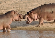 Hippos nose to nose