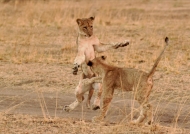 Female Lion cubs playing