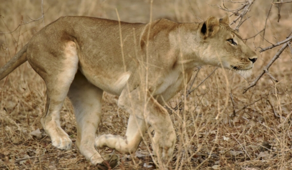 Lioness hunting