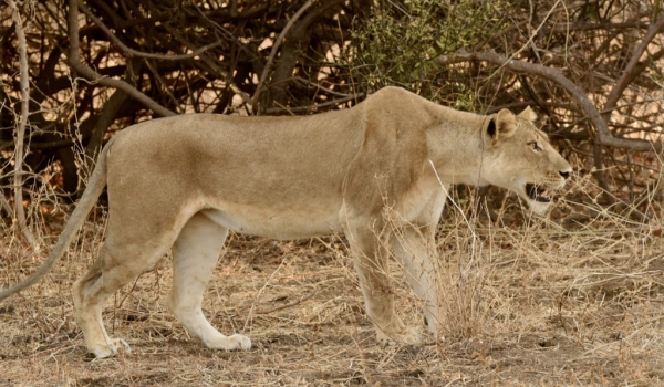 Lioness hunting