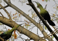Shallow’s Turacos – couple