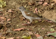 southern grey-headed sparrow