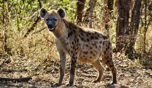 Spotted Hyena full up