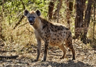 Spotted Hyena full up