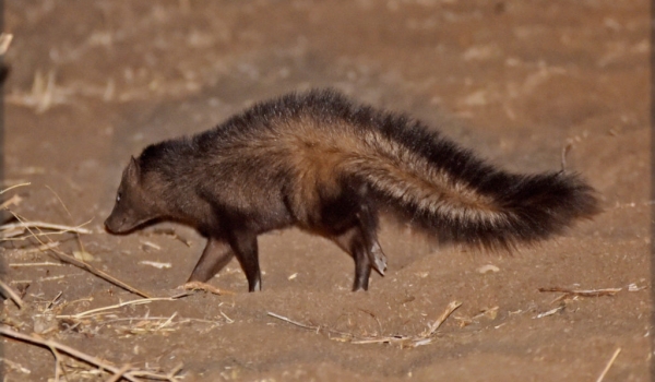 Bushy-tailed Mongoose