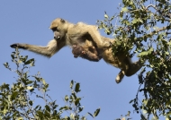 yellow baboon & baby – jump