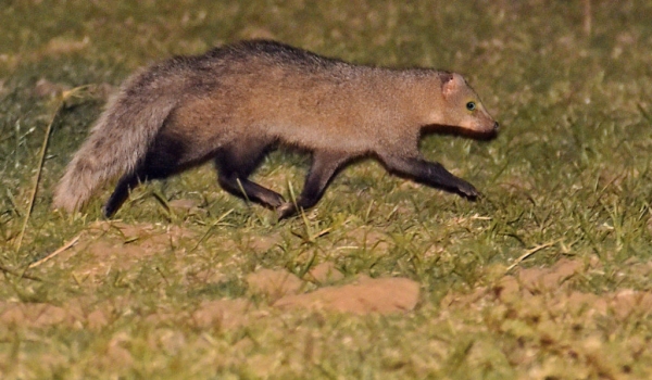 White-tailed Mongoose