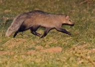 White-tailed Mongoose