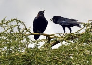 Cape Crows