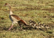 Egyptian Goose with chicks