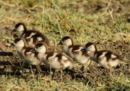 Chicks following their mom