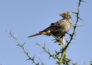 Rufous-tailed Weaver